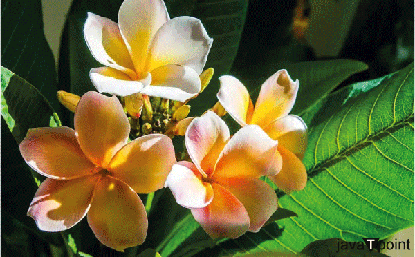 California Sunset Plumeria