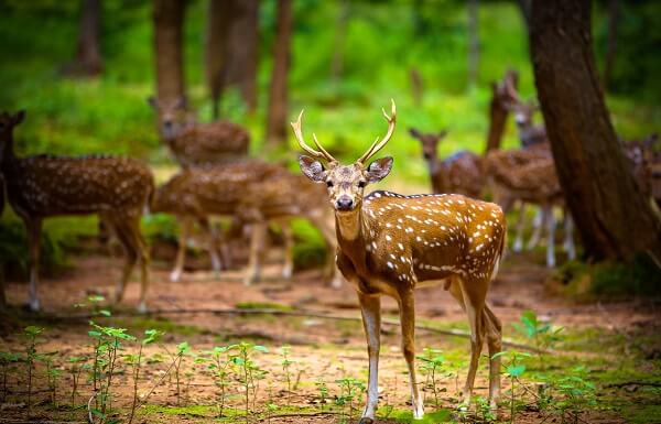 Tourist Places in Ranchi